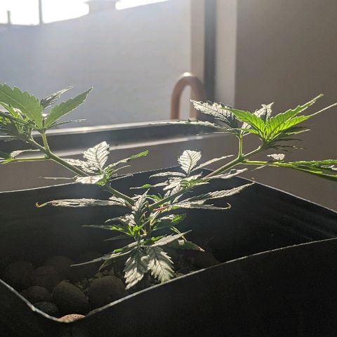 JaneGrande growlog timeline photo