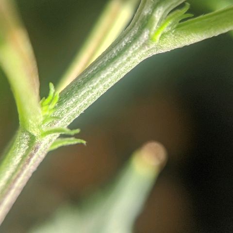JaneGrande growlog timeline photo