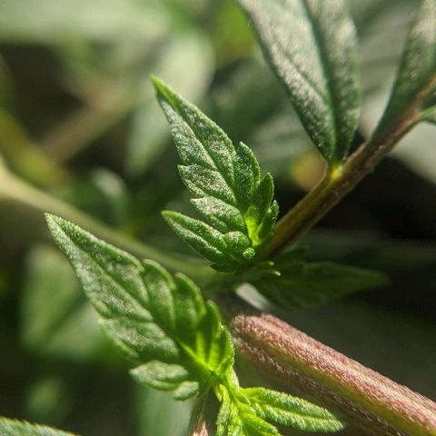JaneGrande growlog timeline photo