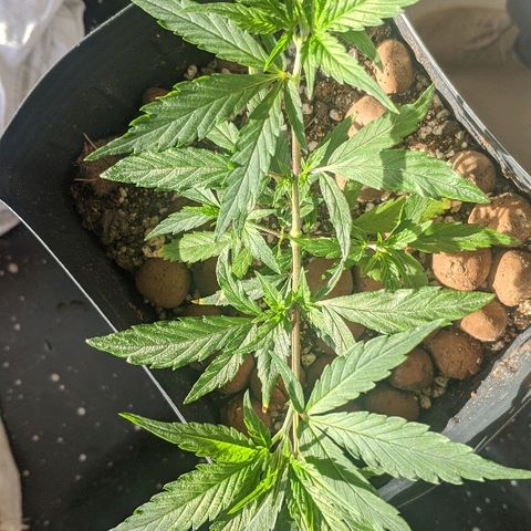 JaneGrande growlog timeline photo