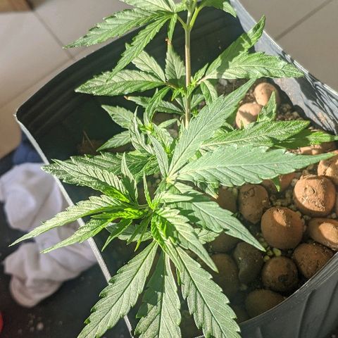 JaneGrande growlog timeline photo