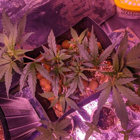 JaneGrande growlog timeline photo