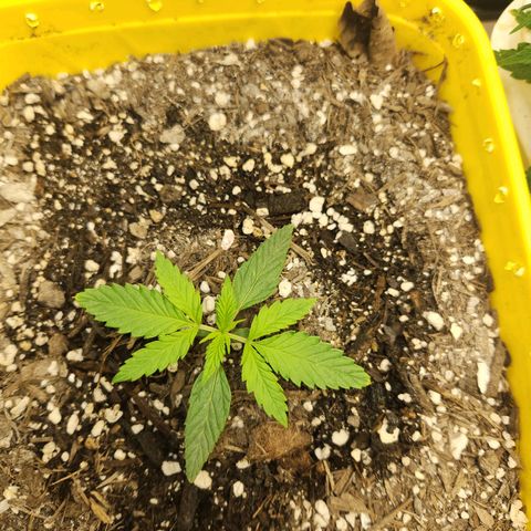 Chem dog x o.g. growlog timeline photo