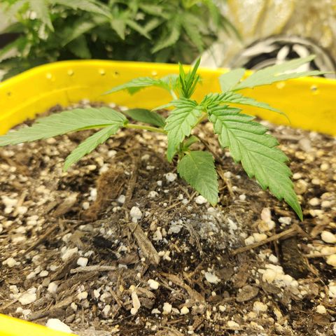 Chem dog x o.g. growlog timeline photo
