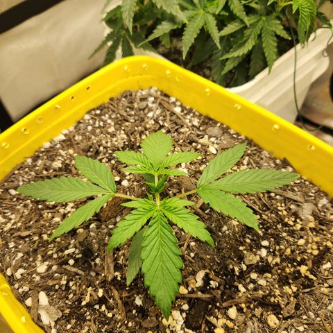 Chem dog x o.g. growlog timeline photo
