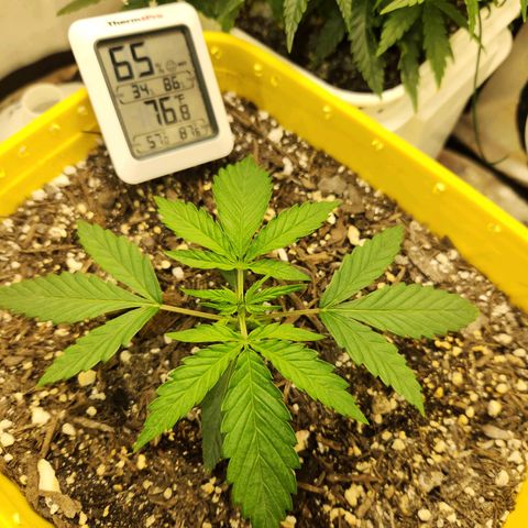 Chem dog x o.g. growlog timeline photo