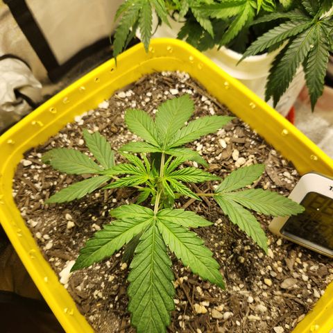 Chem dog x o.g. growlog timeline photo