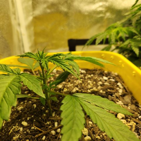 Chem dog x o.g. growlog timeline photo