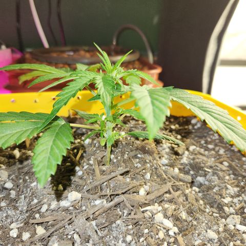Chem dog x o.g. growlog timeline photo