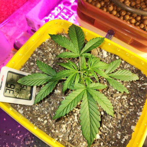 Chem dog x o.g. growlog timeline photo