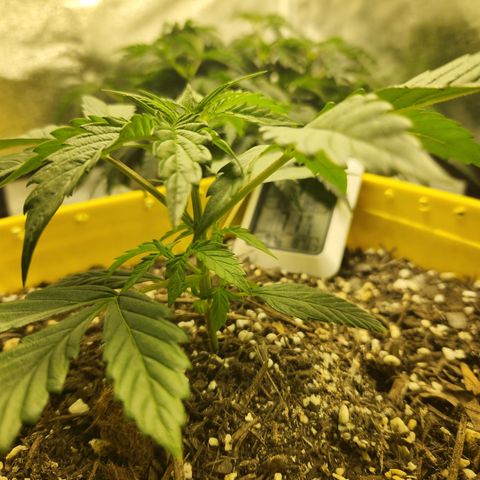 Chem dog x o.g. growlog timeline photo