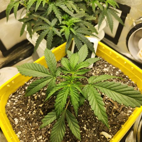 Chem dog x o.g. growlog timeline photo