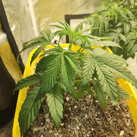 Chem dog x o.g. growlog timeline photo