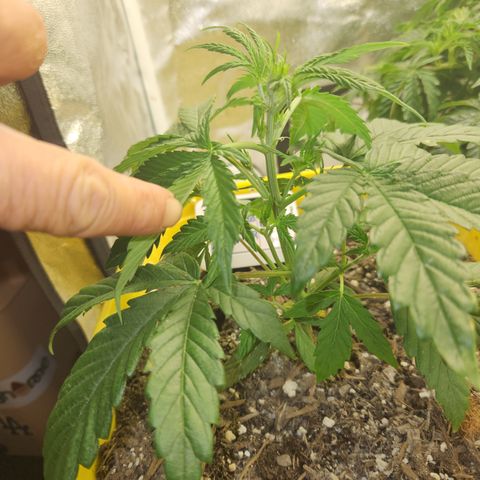 Chem dog x o.g. growlog timeline photo