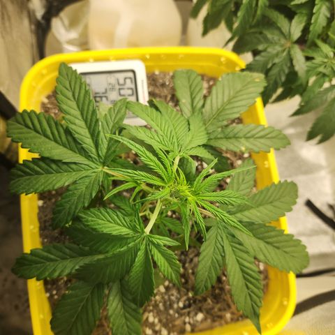 Chem dog x o.g. growlog timeline photo