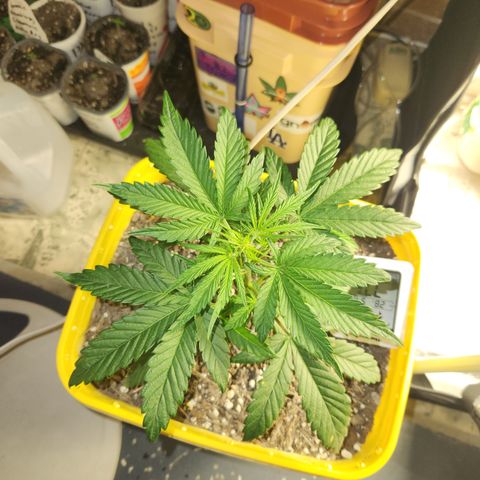 Chem dog x o.g. growlog timeline photo
