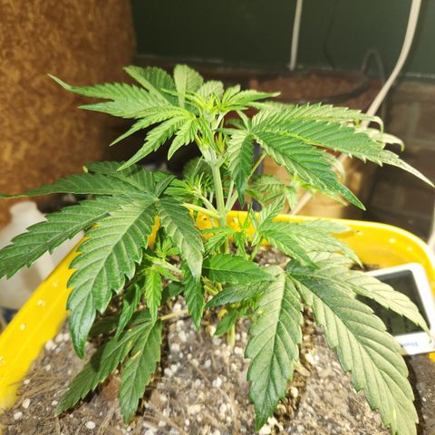 Chem dog x o.g. growlog timeline photo