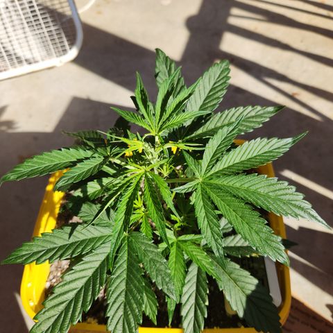Chem dog x o.g. growlog timeline photo