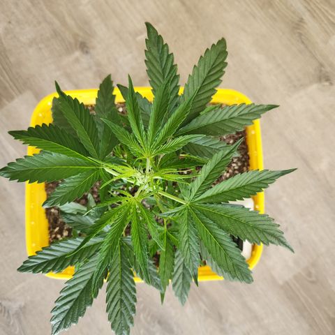 Chem dog x o.g. growlog timeline photo