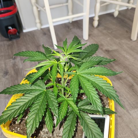 Chem dog x o.g. growlog timeline photo