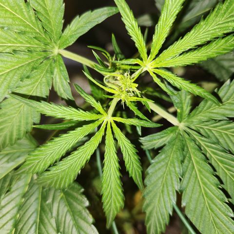 Chem dog x o.g. growlog timeline photo