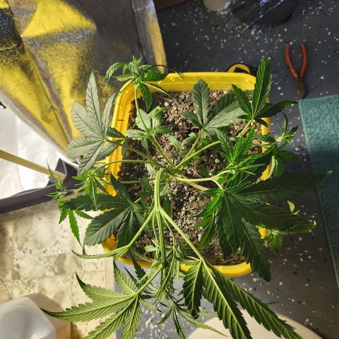 Chem dog x o.g. growlog timeline photo