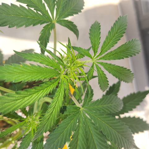 Chem dog x o.g. growlog timeline photo