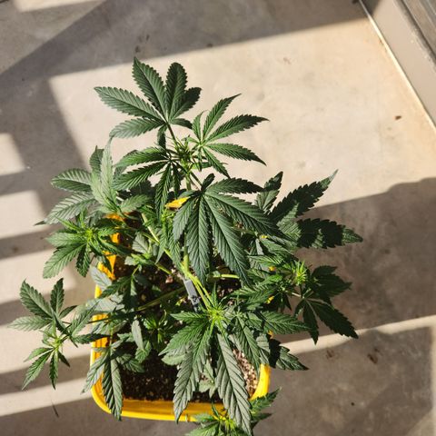 Chem dog x o.g. growlog timeline photo