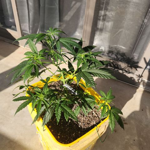 Chem dog x o.g. growlog timeline photo
