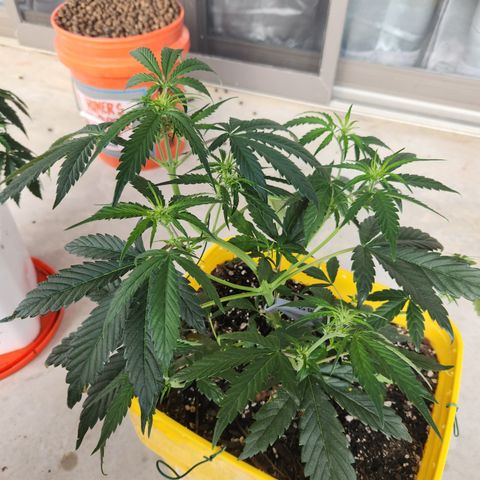 Chem dog x o.g. growlog timeline photo