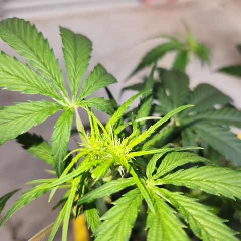 Chem dog x o.g. growlog timeline photo