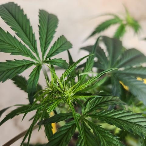 Chem dog x o.g. growlog timeline photo