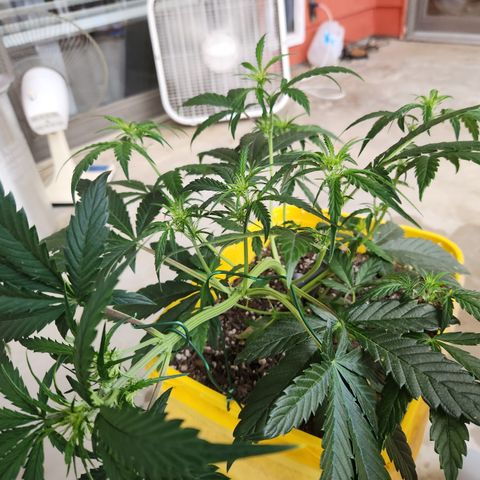 Chem dog x o.g. growlog timeline photo