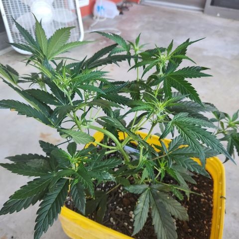 Chem dog x o.g. growlog timeline photo