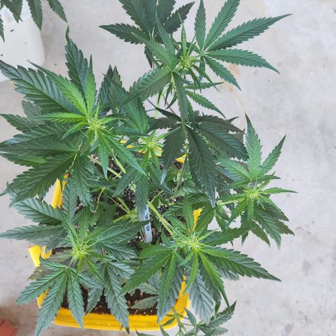 Chem dog x o.g. growlog timeline photo