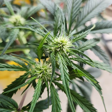Chem dog x o.g. growlog timeline photo