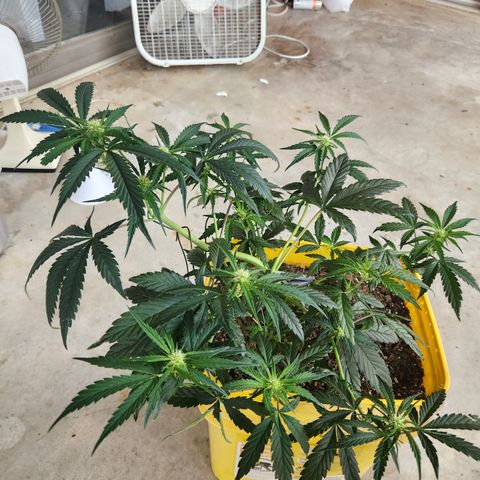 Chem dog x o.g. growlog timeline photo