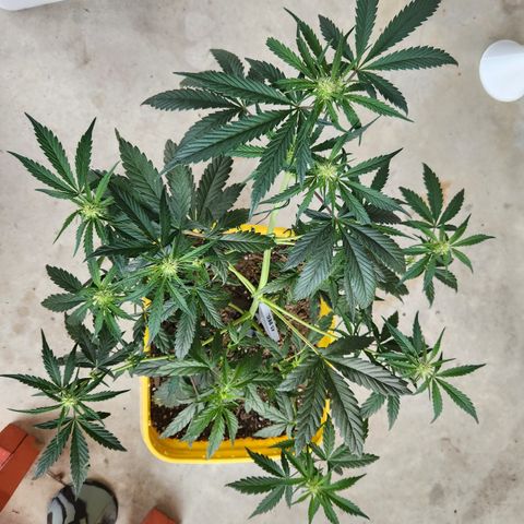 Chem dog x o.g. growlog timeline photo