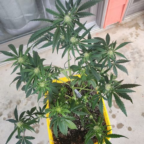 Chem dog x o.g. growlog timeline photo