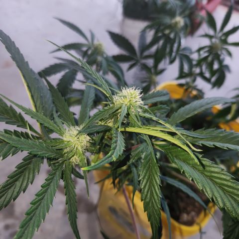 Chem dog x o.g. growlog timeline photo