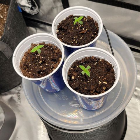 Bruce Banner Auto growlog timeline photo