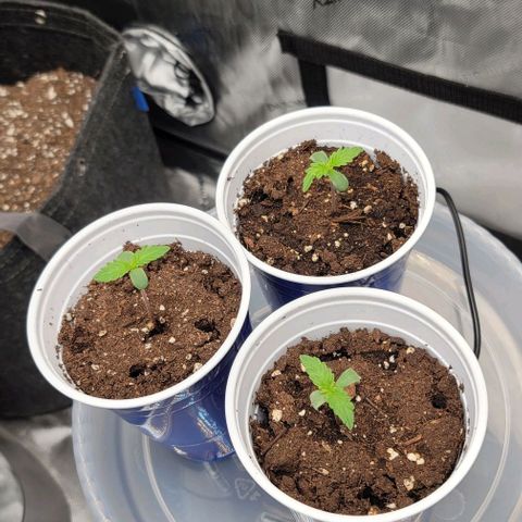 Bruce Banner Auto growlog timeline photo