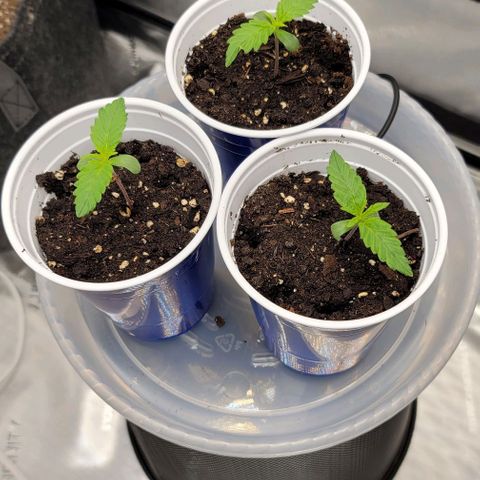 Bruce Banner Auto growlog timeline photo
