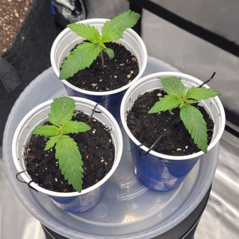 Bruce Banner Auto growlog timeline photo