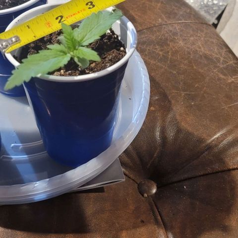 Bruce Banner Auto growlog photo: 2 of the 3 plants displayed a severe lean to one side, but leaves continued to look healthy.

Used plant ties on one side to help hold them upright. 
