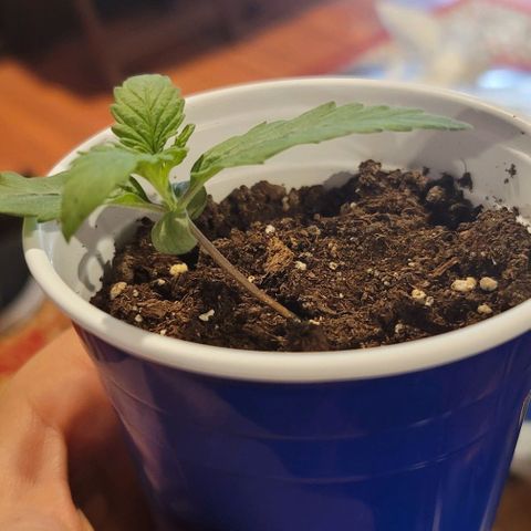 Bruce Banner Auto growlog photo: 2 of the 3 plants displayed a severe lean to one side, but leaves continued to look healthy.

Used plant ties on one side to help hold them upright. 