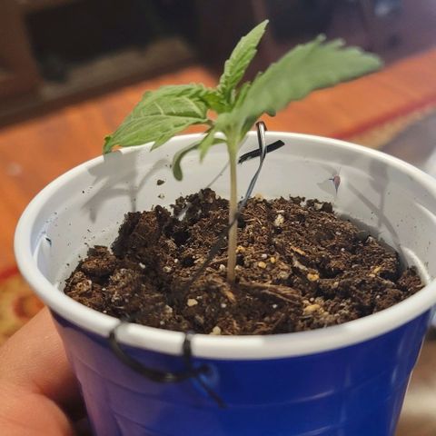 Bruce Banner Auto growlog photo: 2 of the 3 plants displayed a severe lean to one side, but leaves continued to look healthy.

Used plant ties on one side to help hold them upright. 