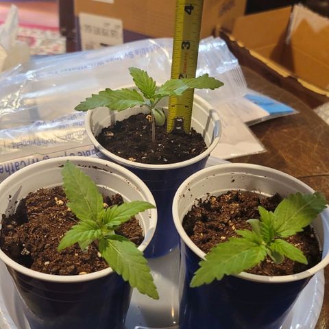 Bruce Banner Auto growlog photo: 2 of the 3 plants displayed a severe lean to one side, but leaves continued to look healthy.

Used plant ties on one side to help hold them upright. 