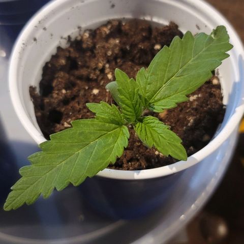 Bruce Banner Auto growlog photo: 2 of the 3 plants displayed a severe lean to one side, but leaves continued to look healthy.

Used plant ties on one side to help hold them upright. 