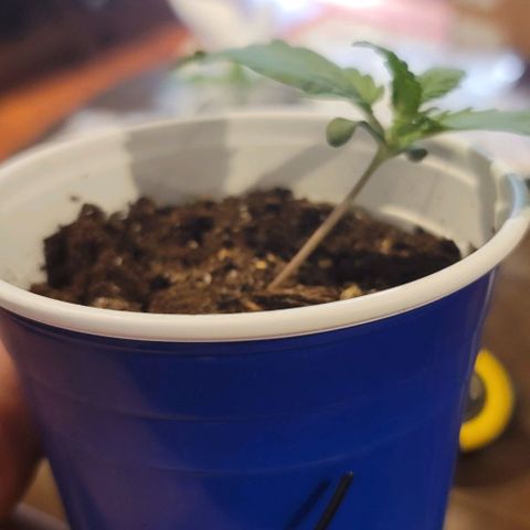 Bruce Banner Auto growlog photo: 2 of the 3 plants displayed a severe lean to one side, but leaves continued to look healthy.

Used plant ties on one side to help hold them upright. 